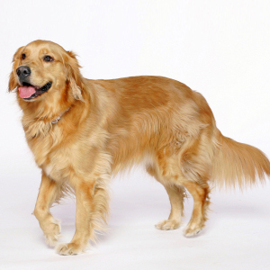 Comparing Golden doodles And other breed